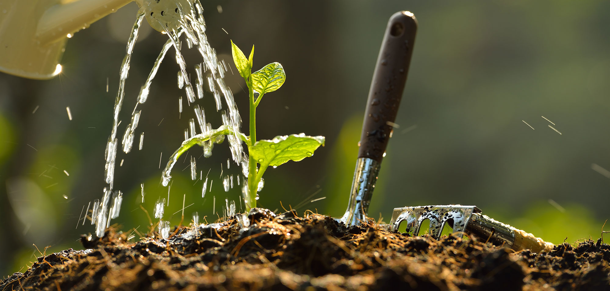 L'eau de pluie pour arroser ses plantes : les bienfaits – La Green Touch